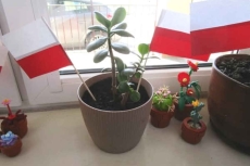 Kwiatek w doniczce z polskimi chorągiewkami